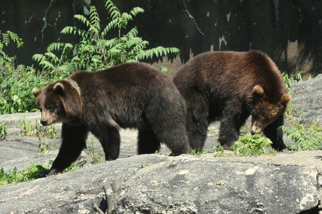 The Bears Are Back on The Prowl as Stocks Sink - The Daily Rundown