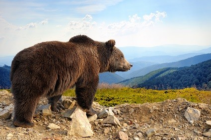 The Bear Is On The Prowl As Stocks Reach Overbought Levels