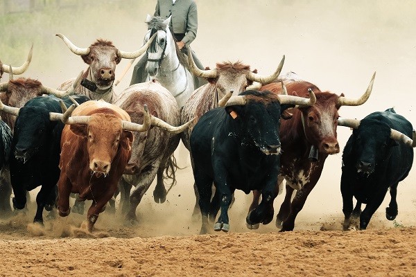 The Bull Market Herd May Be Running Right For The Cliff