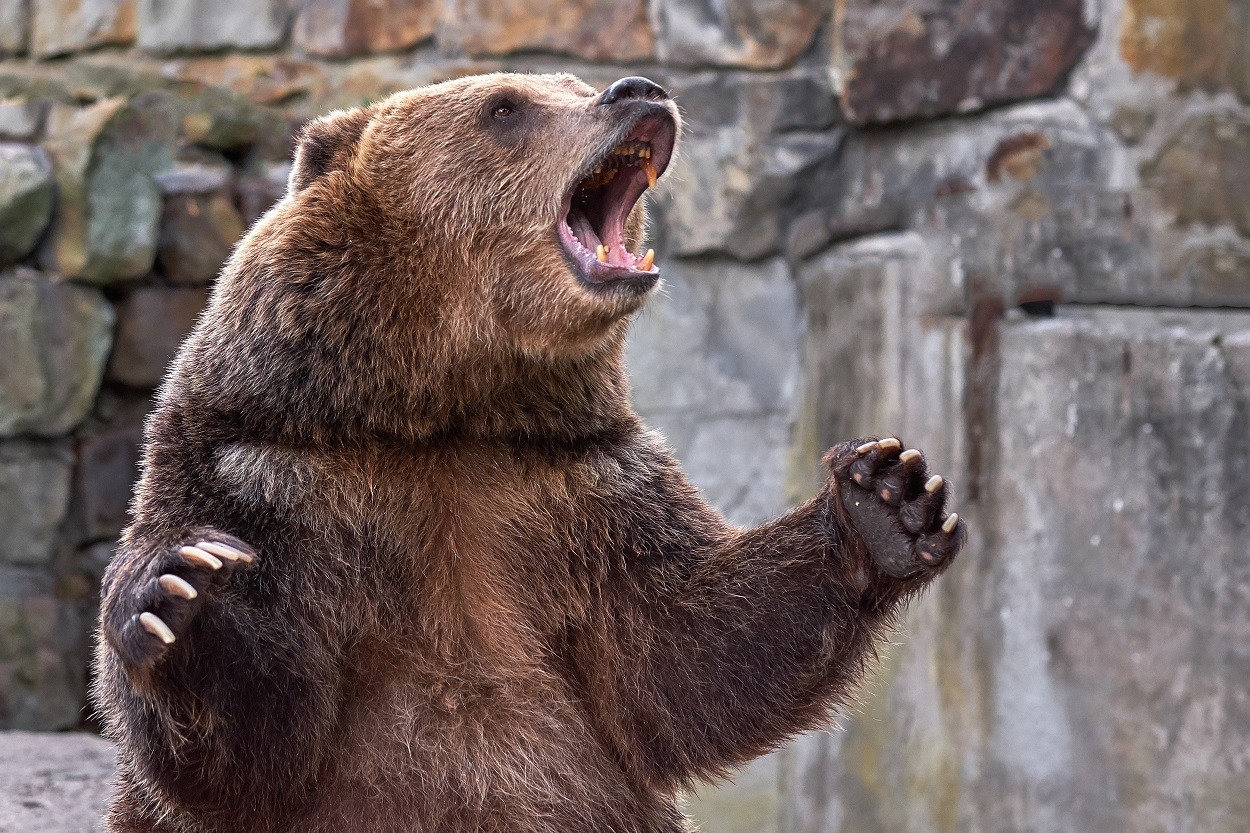 The Bear Awakens And Is Hungry For Overvalued Tech